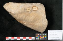 Foto (Objekt + Etikett) von Credneria acuminata Hampe (NHMW-GEO-2024-0188-10598)
